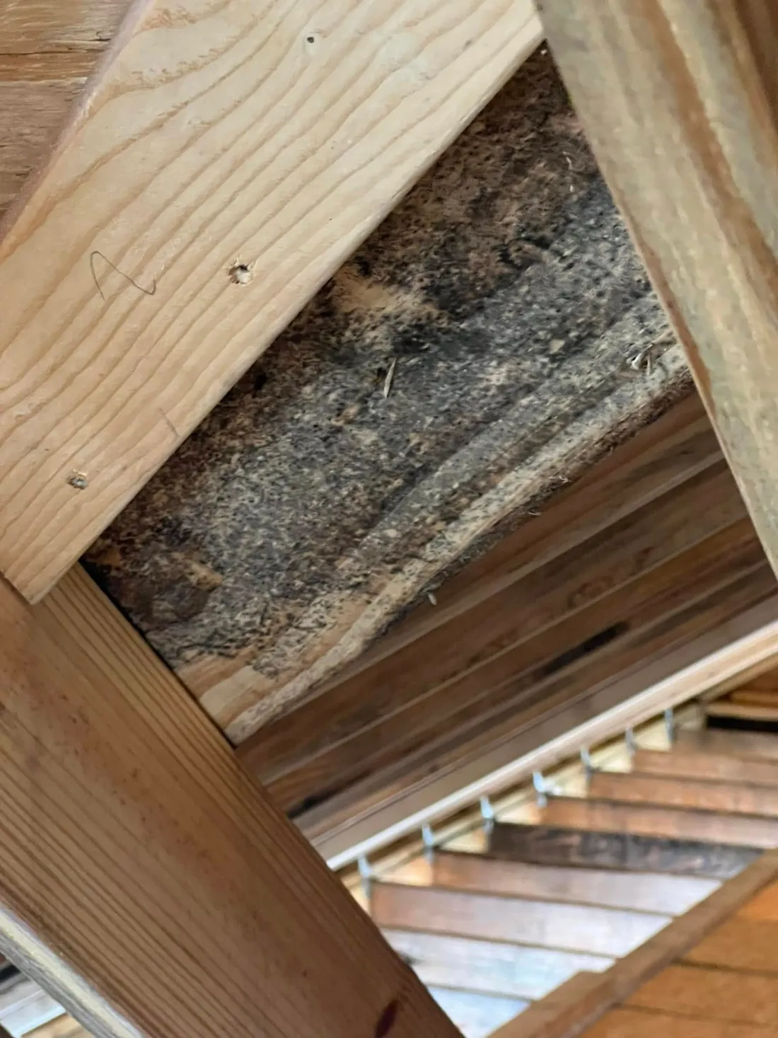 Close view of mold and building material damage